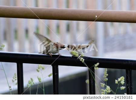 Sparrow parent and child Sparrow parent and child 24150181