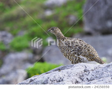 Ptarmigan Ptarmigan 24150350