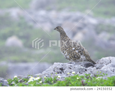 Ptarmigan 24150352