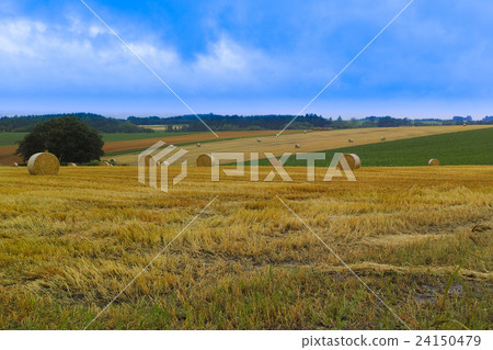 Biei Hokkaido山種植園的山坡 24150479