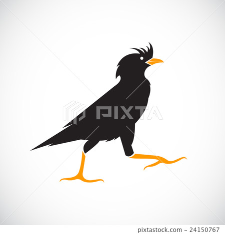 Vector image of anacridotheres on white background 24150767