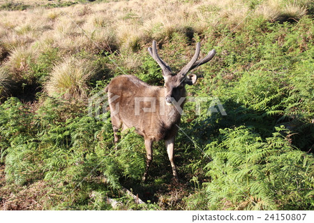 Sri Lanka Sambar 24150807
