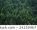 Forest trees 24150967