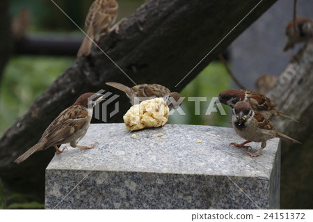 A group recommended by "feeding" A group recommended by "feeding" 24151372