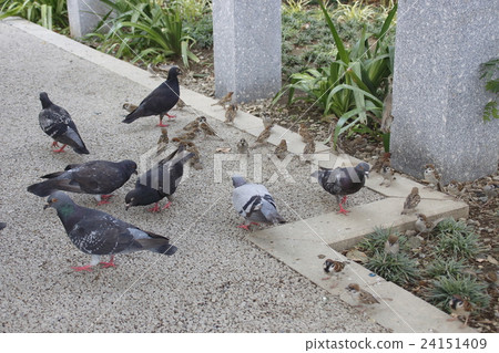 A group of pigeon · · · grouping in "feeding" 24151409