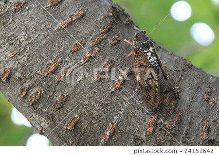 阿巴扎米 24151642