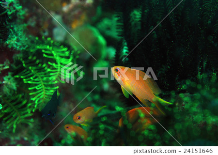 海戈爾迪 24151646