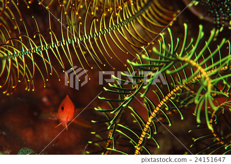 Spinach Spinach 24151647