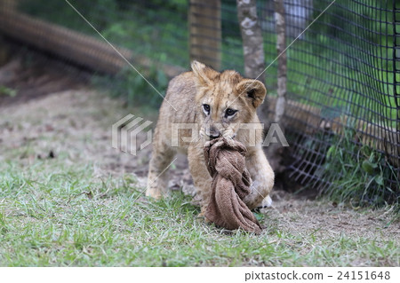 Lion's baby 24151648