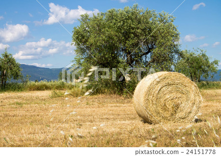 Tuscan landscape 24151778