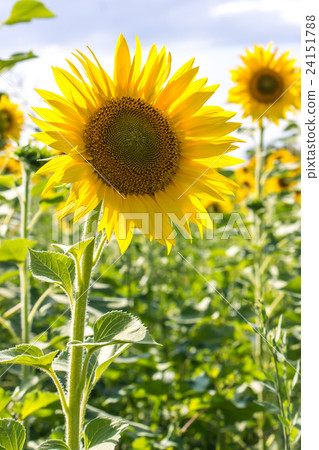 Sunflower in a field 24151788