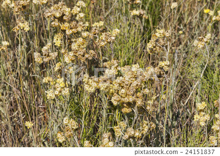 Dry Golden Everlasting flowers outdoor 24151837