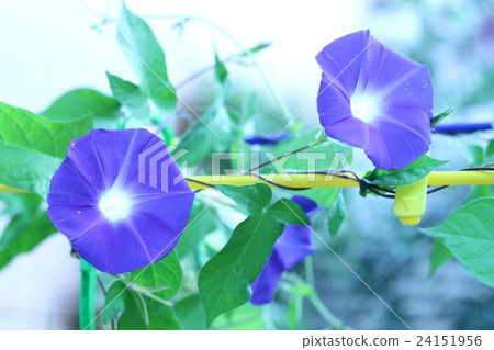 喇叭花 24151956