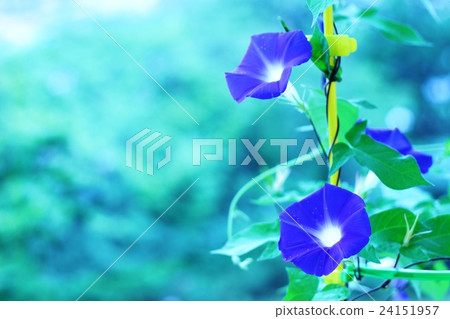 Morning Morning 24151957