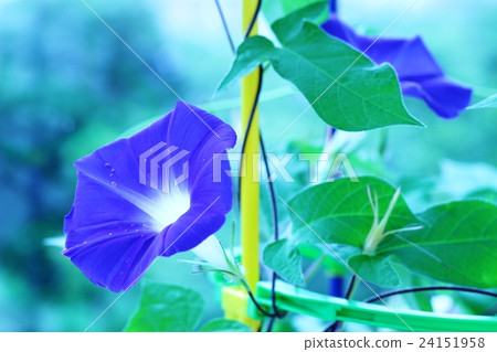 Morning Morning 24151958