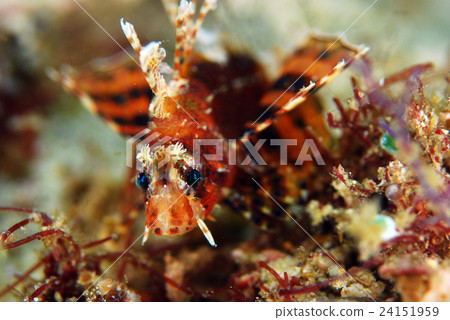 Minor caterpillar fish 24151959