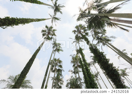 Yusurayashi Yusurayashi 24152016