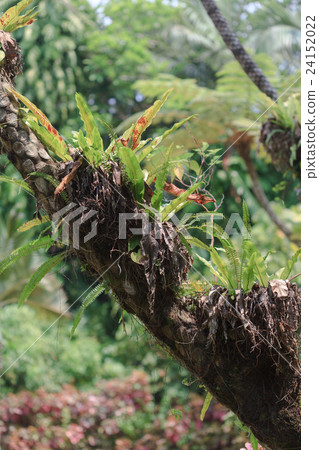 Shimano Otaniwatari Shimano Otaniwatari 24152022