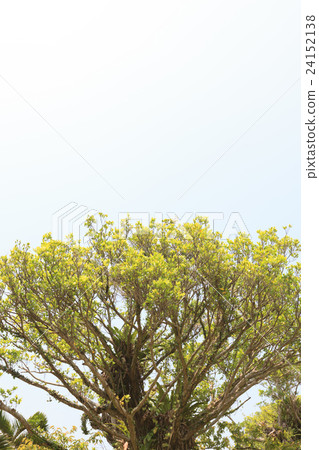 Okinawa banyan 24152138