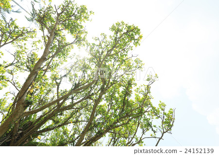 Okinawa banyan Okinawa banyan 24152139