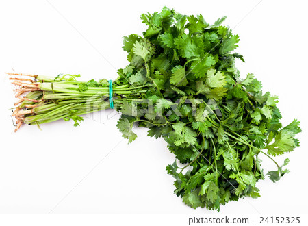 bunch of fresh cut green coriander herb on white bunch of fresh cut green coriander herb on white 24152325