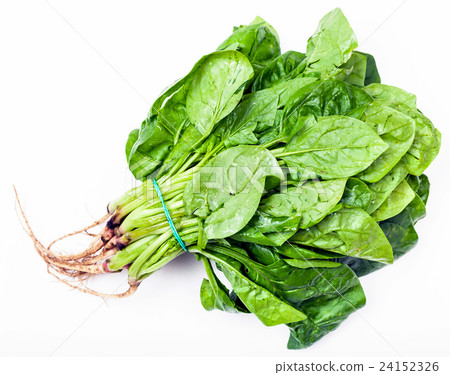 bunch of fresh green spinach herb on white bunch of fresh green spinach herb on white 24152326