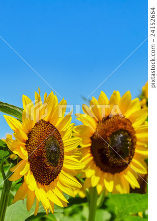 Sunflower flowers 24152664