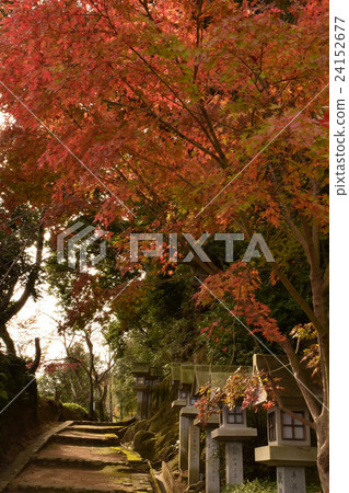 Autumn leaves and lights Autumn leaves and lights 24152677