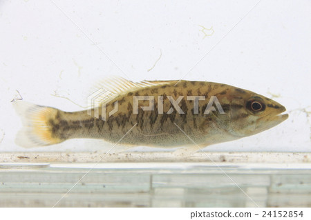 Mini bus (young body) 24152854