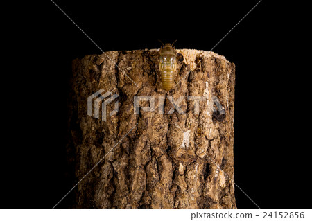  [Semi Emergence 05-01] Emergence of Tsukutsukubi Interval Shooting Fixed Shooting Semi-Eye Semi 24152856