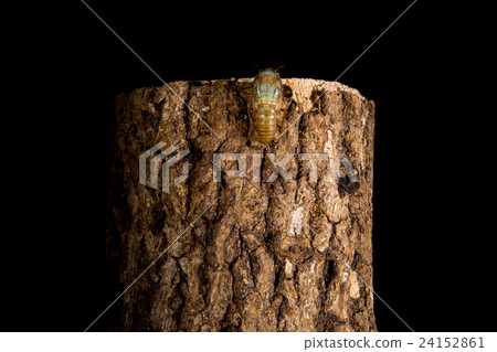  [Emergence of cicada 05-06] Emergence of a tsukutsukubi Interval shooting Fixed shooting semi semi semi 24152861