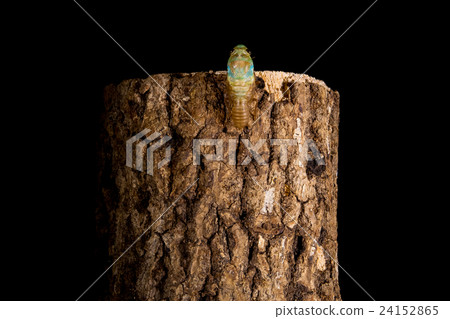  [Semi Emergence 05-10] Emergence of Tsukutsukubi Interval Shooting Fixed Shooting Semi - Shim Semi 24152865