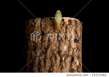  [半出現05-11] Tsukutsukubi間隔射擊的出現固定射擊半墊半 24152866