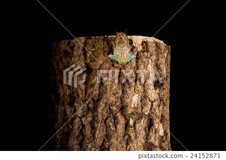  [半新興05-16] Tsukutsukubi間隔拍攝固定射擊半眼半的出現 24152871