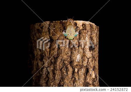  [Emergence of semi 05-17] Emergence of a tsukutsukubi Interval shooting Fixed shooting semi semi semi 24152872