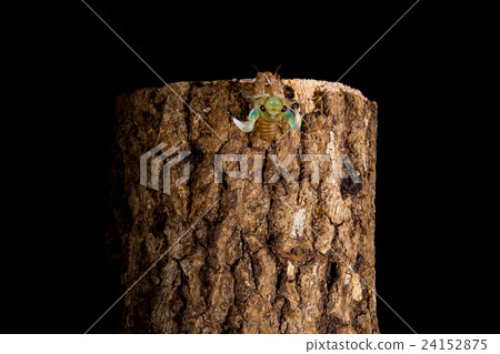  [Semi Emergence 05-20] Emergence of Tsukutsukubi Interval Shooting Fixed Shooting Semi-Shirt Semi 24152875