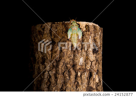  [Emergence of semi 05-22] Emergence of a tsukutsukubi Interval shooting Fixed shooting semi semi semi 24152877