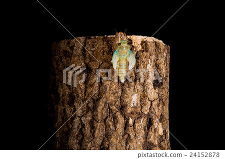  [Emergence of cicada 05-23] Emergence of Tsukutsukubi Interval shooting Fixed shooting semi semi semi 24152878