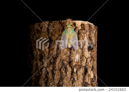  [半05-28的出現] tsukutsukubi的出現間隔拍攝固定拍攝半半半 24152883