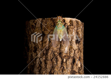  [半出現05-31] Tsukutsukubi間隔射擊固定射擊半襯衫半的出現 24152886