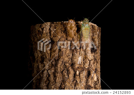  [Emergence of semi 05-38] Emergence of a tsukutsukubi Interval shooting Fixed shooting semi-semi semi 24152893