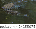 Saltwater crocodile swimming in the water 24155075