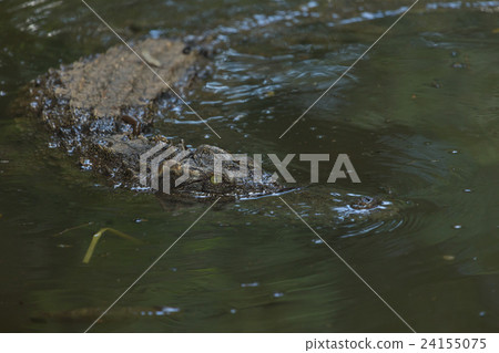 Saltwater crocodile swimming in the water Saltwater crocodile swimming in the water 24155075