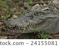 Closeup head Caiman crocodile 24155081
