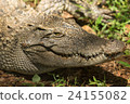 Closeup head Caiman crocodile 24155082