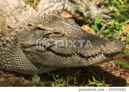 Closeup head Caiman crocodile Closeup head Caiman crocodile 24155082