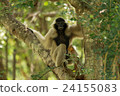 Portrait of white-handed gibbon 24155083