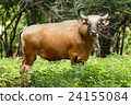 Portrait of red gaur 24155084