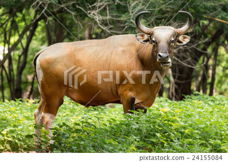 Portrait of red gaur 24155084