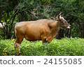 Red gaur standing on field, 24155085